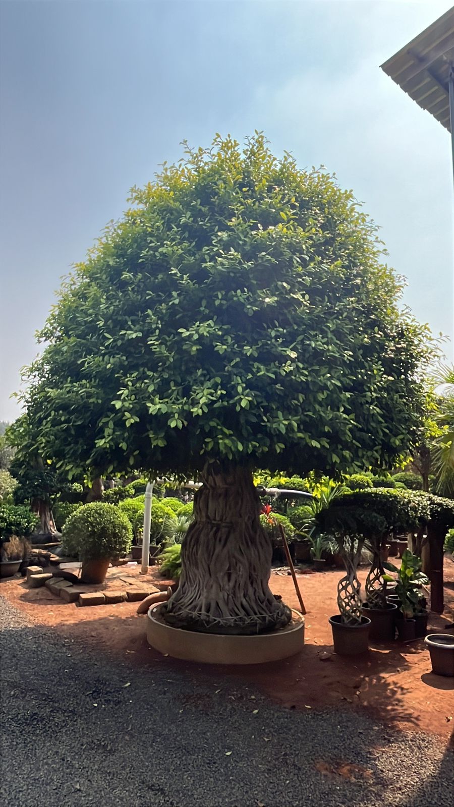 Grand Tree at Vijaya Durga